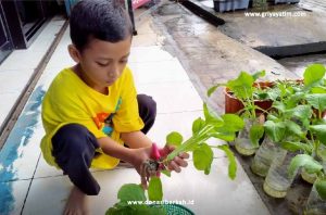 Keseruan Panen Caisim Asuh Serang 1