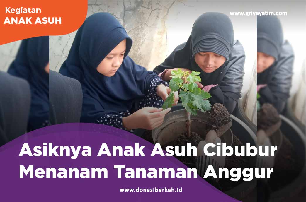 Asiknya Anak Asuh Cibubur Menanam Tanaman Anggur