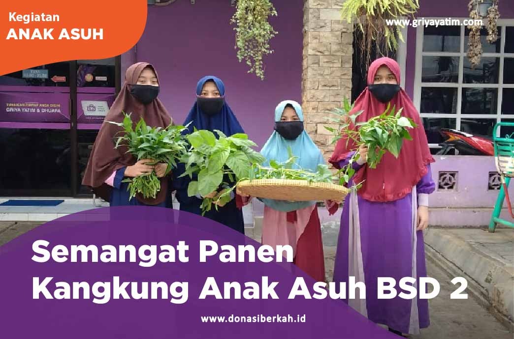 Semangat Panen Kangkung Anak Asuh BSD 2