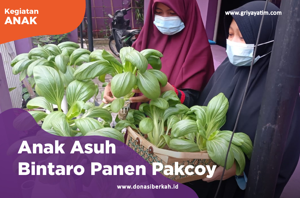 Anak Asuh Bintaro Panen Pakcoy